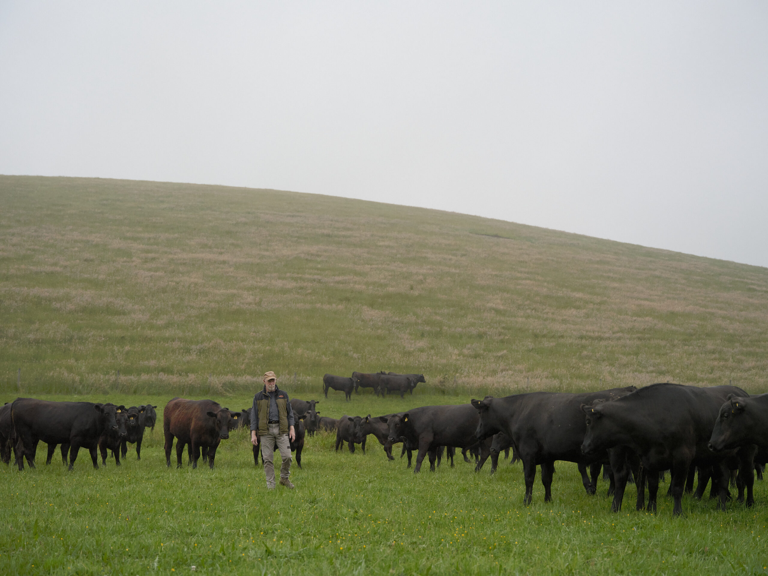 Allen McMullen – Beef Producer & Supplier of Bass Strait Beef in a paddock with cattle